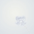 Snow Angel